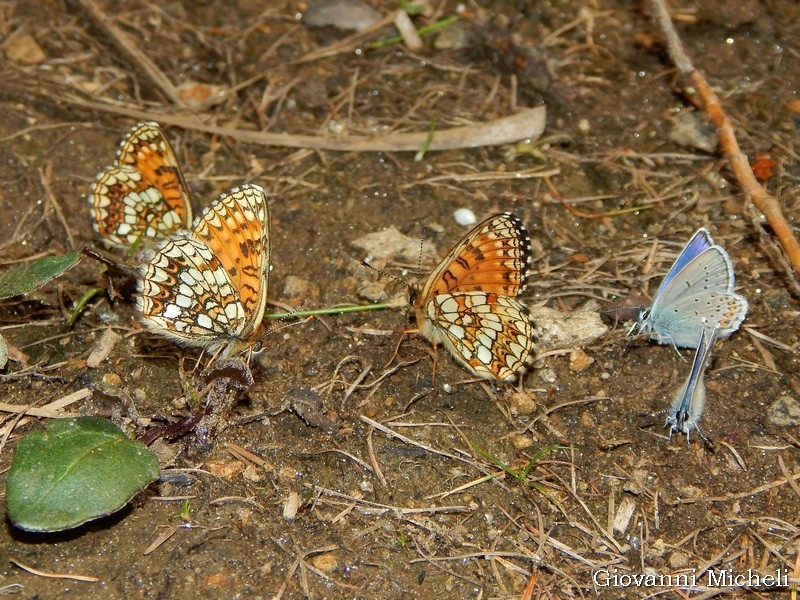 Melitaea diamina